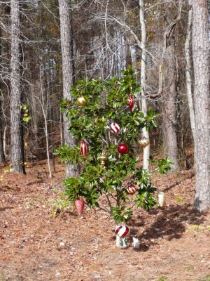 Back yard Magnolia