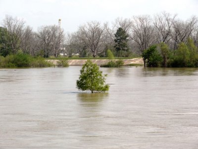 River is High but Not Over Levee