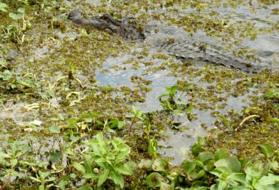 Gator Among Swamp Vegetation