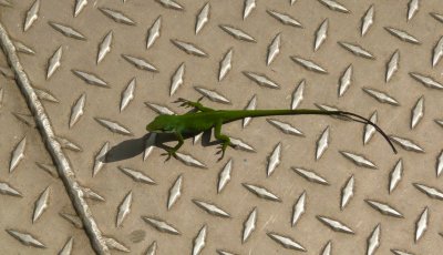 Little Visitor on Deck of Swamp Boat