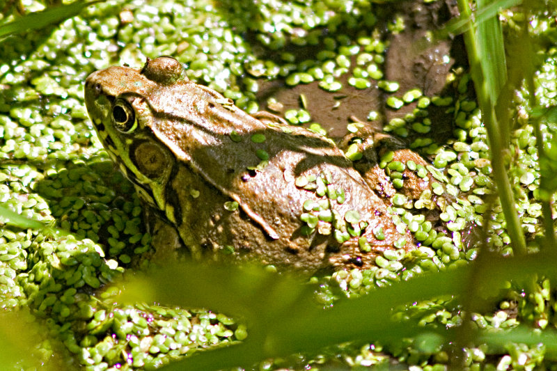 Just hanging around the pond