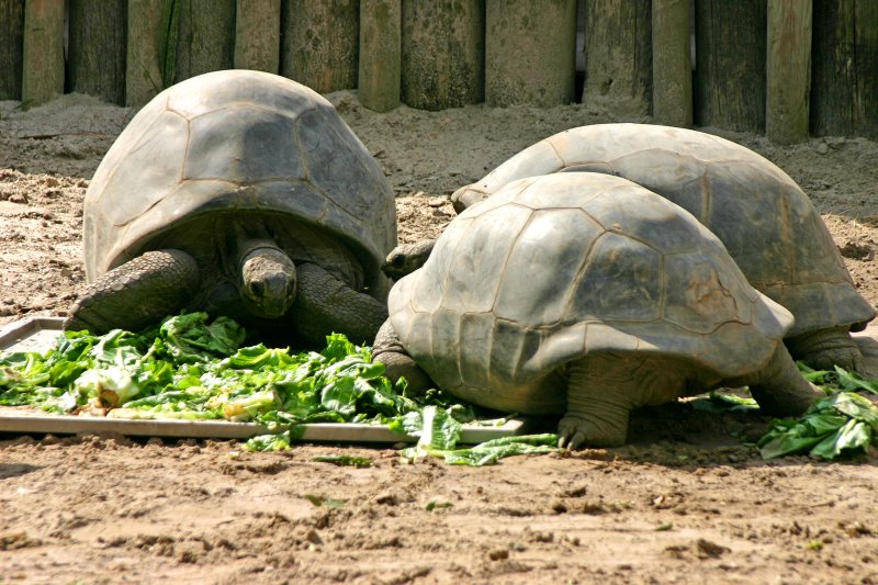 Lunchtime for the turtles too