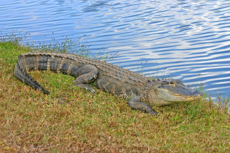 Gator on the fringe