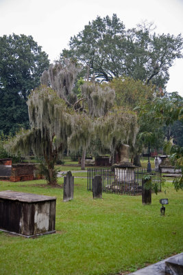 Live oak tree with Spanish moss in the DAR cemetery