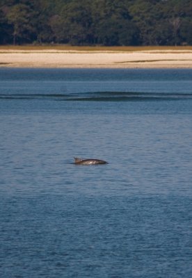 Dolphin sighting