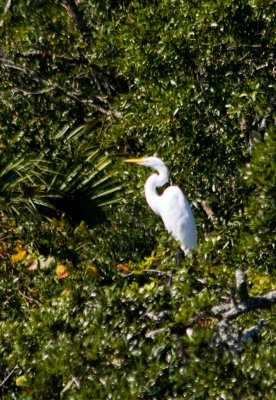Sunbather