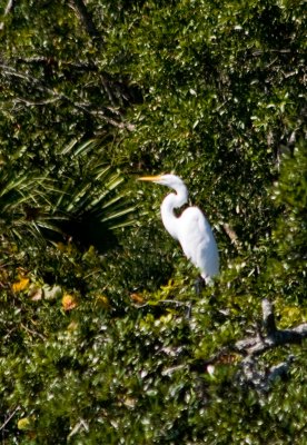 Sunbather