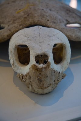Loggerhead turtle skeleton