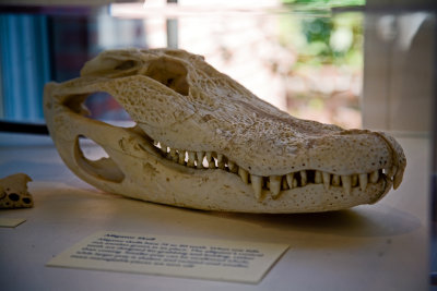 Alligator skull