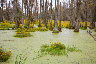 The Cyprus Swamp Garden