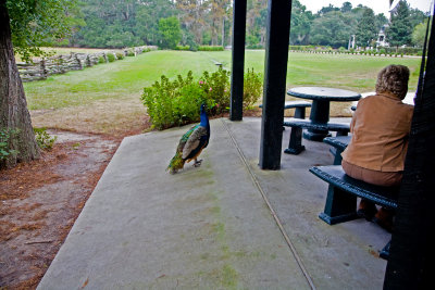 Peacock begging for some fries