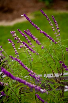 Flowering plant in the front garden