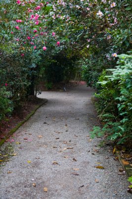 One of the many pathways