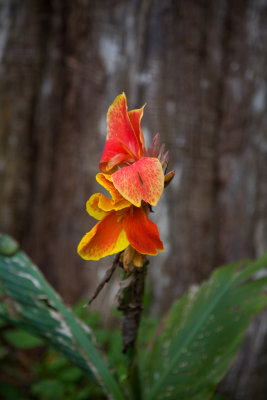 Canna Lily?