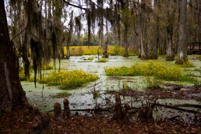 Cypress Swamp Garden on the road out