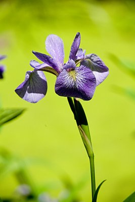 Iris at the Bowman's Hill Wildflower Preserve