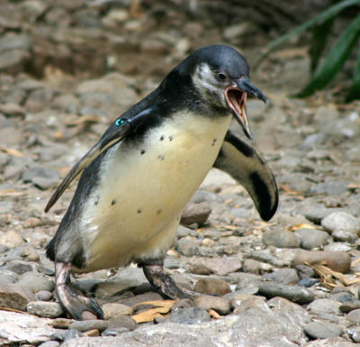 The angry penguin