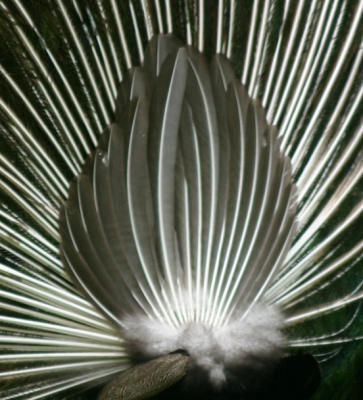 Close up of the peacock's back feathers