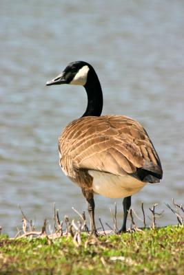 Goose