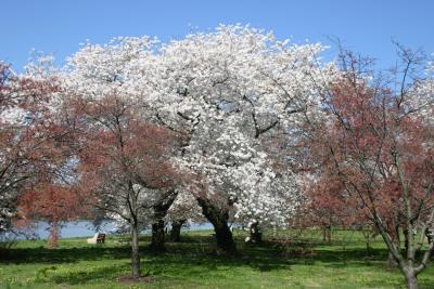 Tree blossoms