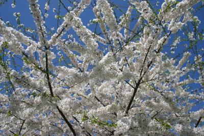 Blossoms