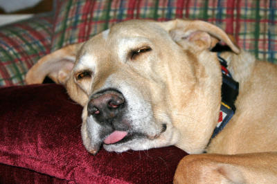 Sleepy Jake