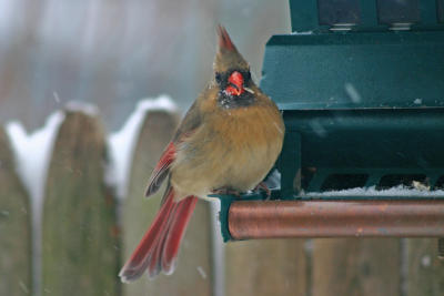 Female cardinal in the snow