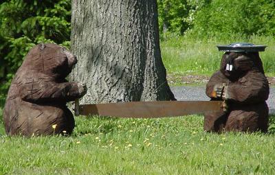 Beavers at work