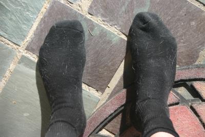 Dog hair on black socks