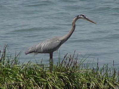 Blue heron