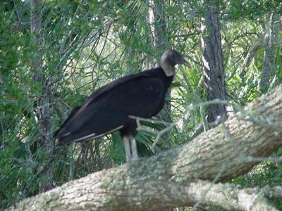 Hunting Island vulture
