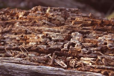 Termite delight