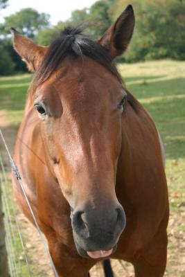 Yeah I know Smarty Jones