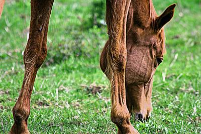 Horse wickets