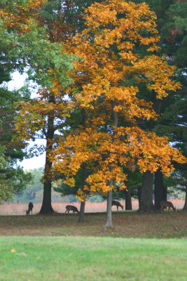 Valley Forge autumn