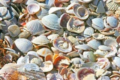 Honeymoon Island shells