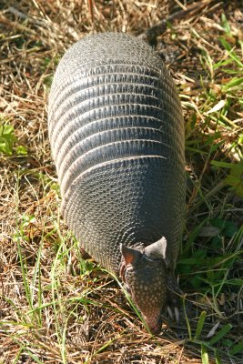 Armadillo on the nature trail