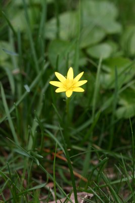Simple yellow wildflower