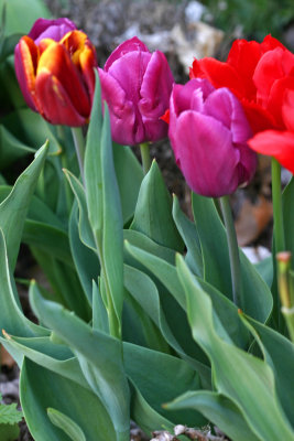 More tulips from Amsterdam