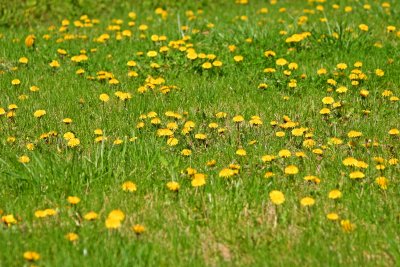 The scourge of spring lawns