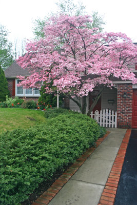 Dogwood in the front yard