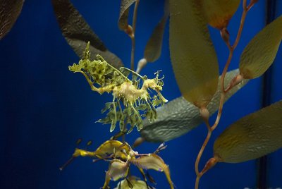under sea acrobats
