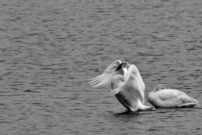 DSC_8403bw.jpg