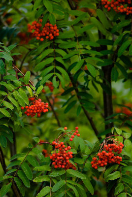 DSC_8485.jpg