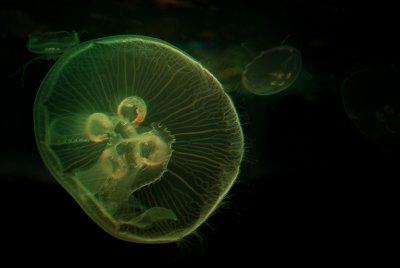 g3/60/665460/3/125207511.HlBHjjRN.jpg