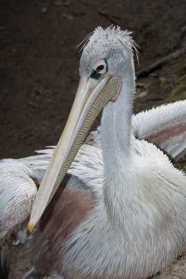 DSC_2000.jpg