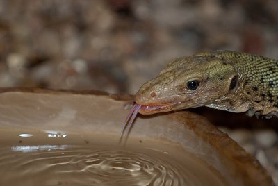 DSC_2256.jpg
