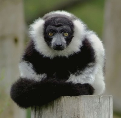 Lemur re-edit.jpg