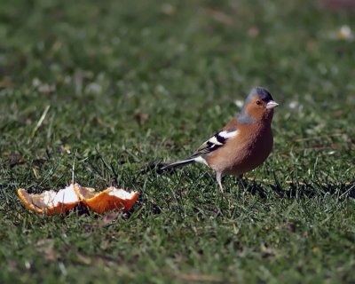 Chaffinch.jpg