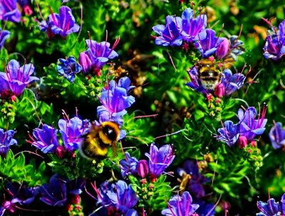 Bumble Bees on Echium.jpg